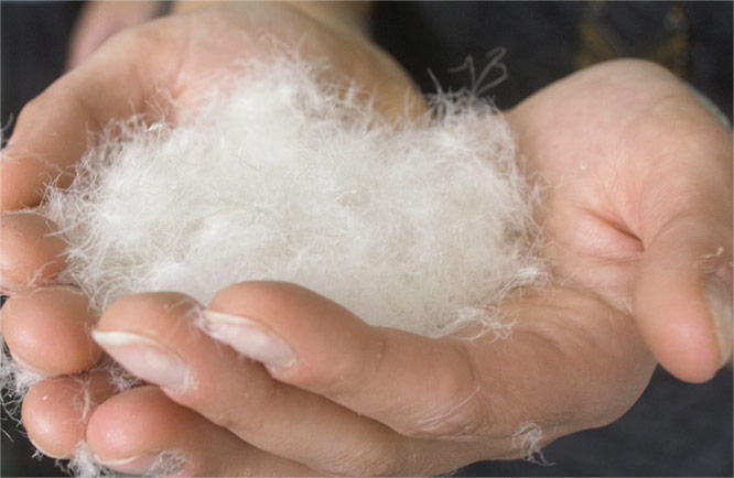 Close-up of a woman holding a tuft of responsibly-sourced down in her hands. 