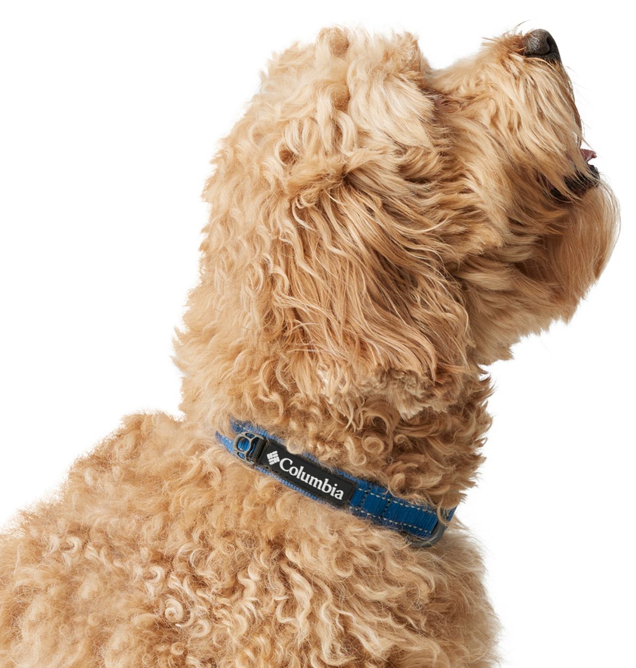 Silver Ridge™ Dog Collar 3