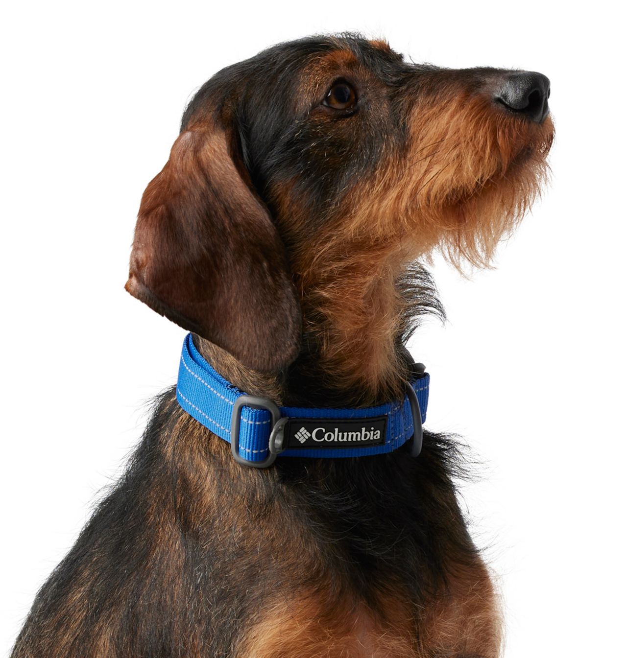 Silver Ridge™ Dog Collar 2