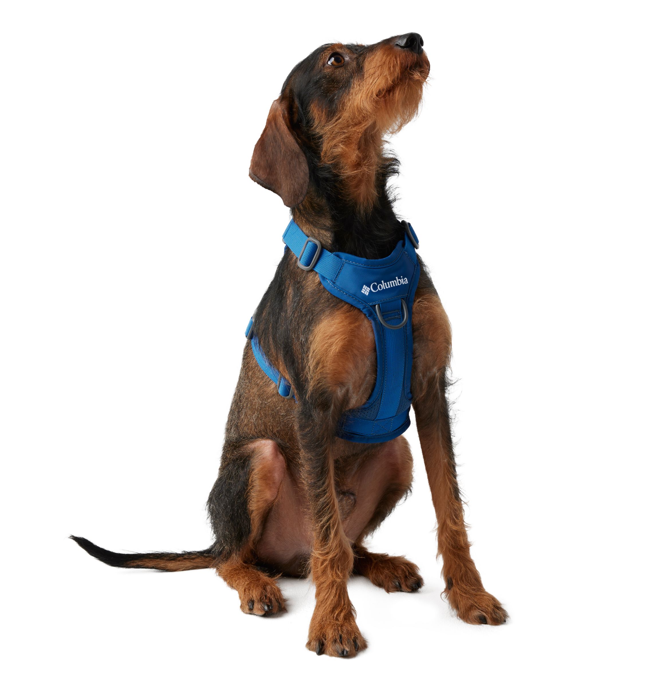 Silver dog harness discount