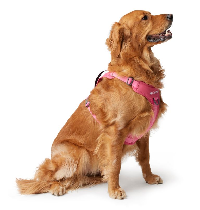 Silver Ridge Dog Harness, Color: Wild Geranium, image 3