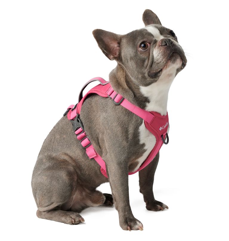 Silver Ridge Dog Harness, Color: Wild Geranium, image 5