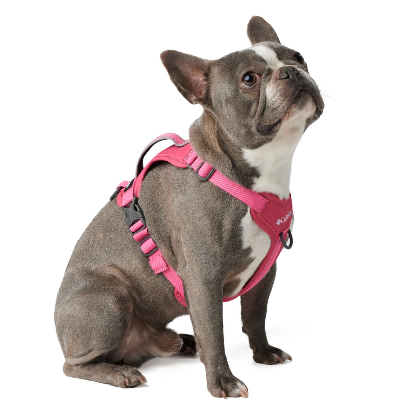 Silver Ridge™ Dog Harness 5