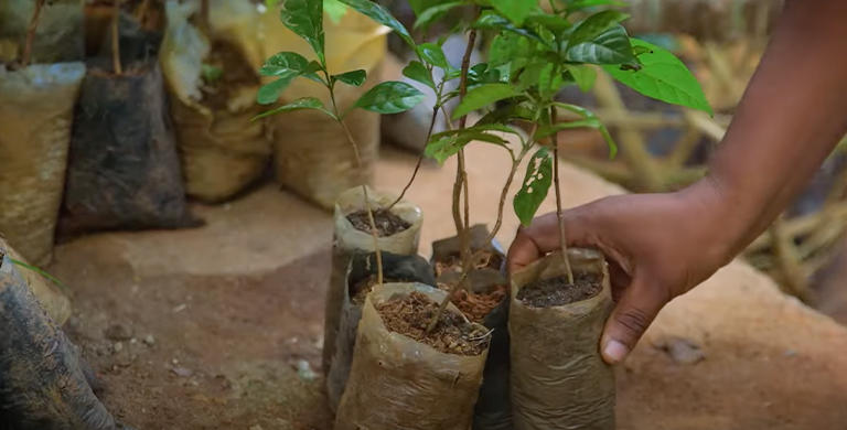 Video still of a person working with plants. 