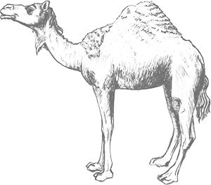 Camel drawing