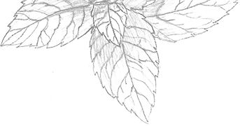 Mint leaf drawing