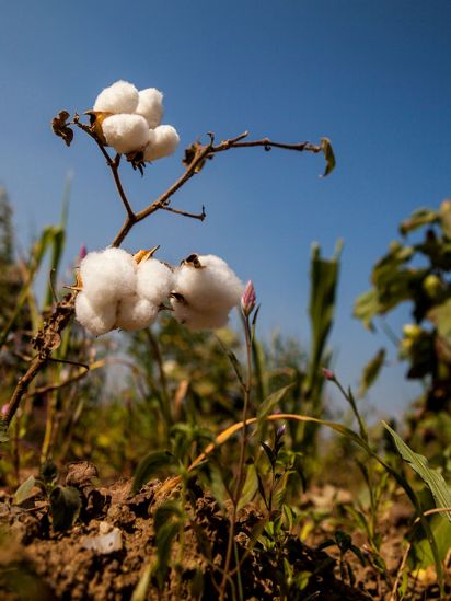 Organic Cotton Sustainable Clothing Prana