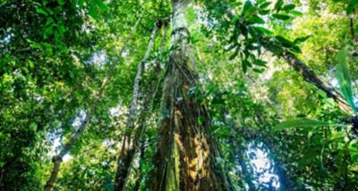 prAna is announcing our partnership with Canopy Planet's Pack4Good campaign designed to overhaul the packaging problem and protect our endangered forests.