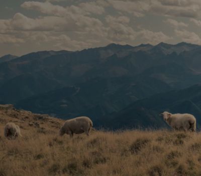 An image of sheep grazing in a wide open field represents animal welfare. 