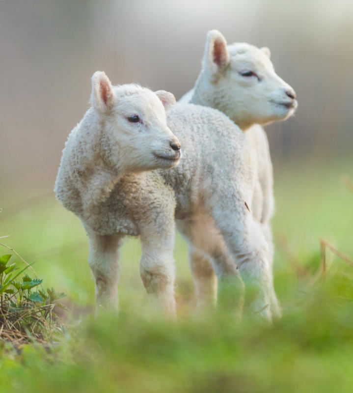 Animal Welfare | Responsible Wool & Down Standard