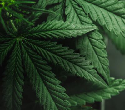 A close-up image of hemp fibers. 