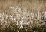 Image of organic cotton 