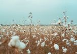 Image of prAna's recycled cotton addition
